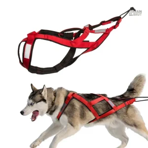 Harnais de traîne pour chien adapté aux activités en extérieur