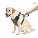 Harnais élégant et pratique pour grands chiens actifs