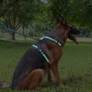 Harnais nylon pour chiens, facile à laver