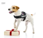 Harnais pour chien de travail, léger et résistant