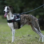 Harnais confort pour animaux avec patchs