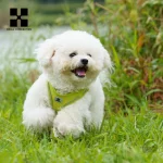 Laisse pour animal de compagnie réfléchissante