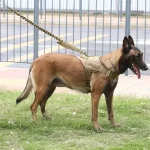 Harnais Tactique, design durable et sécurisé pour Malinois