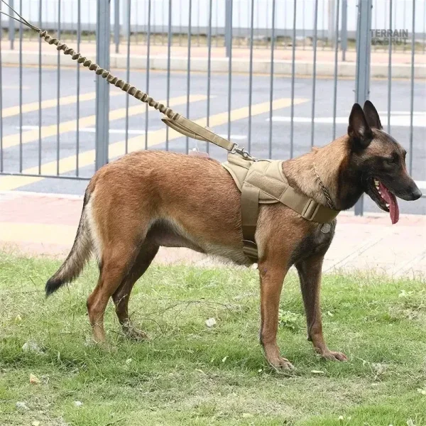 Harnais Tactique, design durable et sécurisé pour Malinois